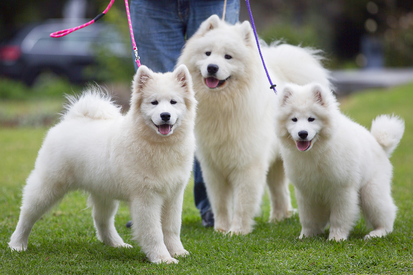 Melbourne Dog Lovers Show 2019 May 3 to 5 Australian Dog Lover