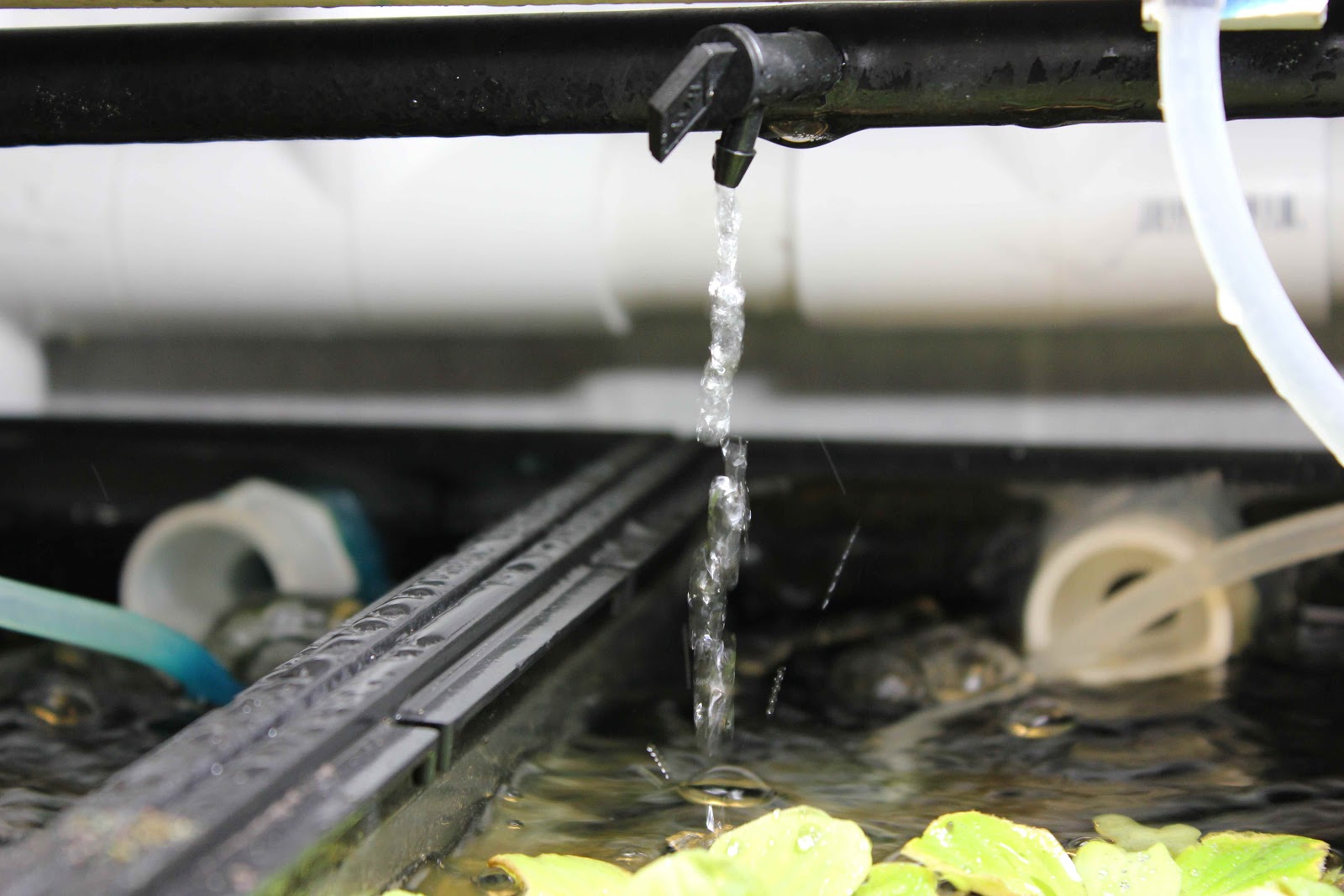 guppychampion The New Fish Rooms