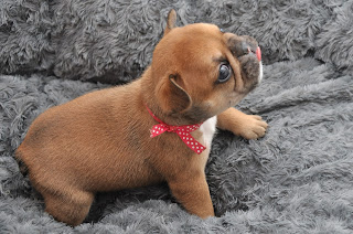 Chiot bouledogue francais