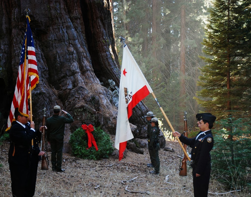 Everglades Volunteer Program The Nation's Christmas Trees
