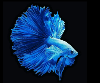 Angka Erek Erek Ikan Cupang 2d 3d 4d Dalam Buku Mimpi