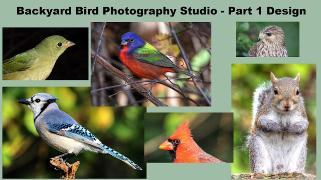 How To Make a Backyard Bird Photography Studio