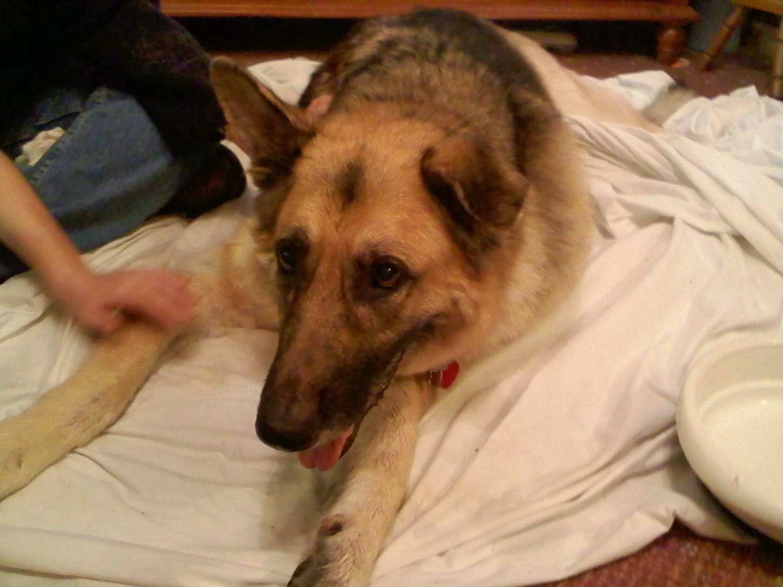 Barbara's Beat Why are jerky pet treats making them sick? Has your pet died as a result of