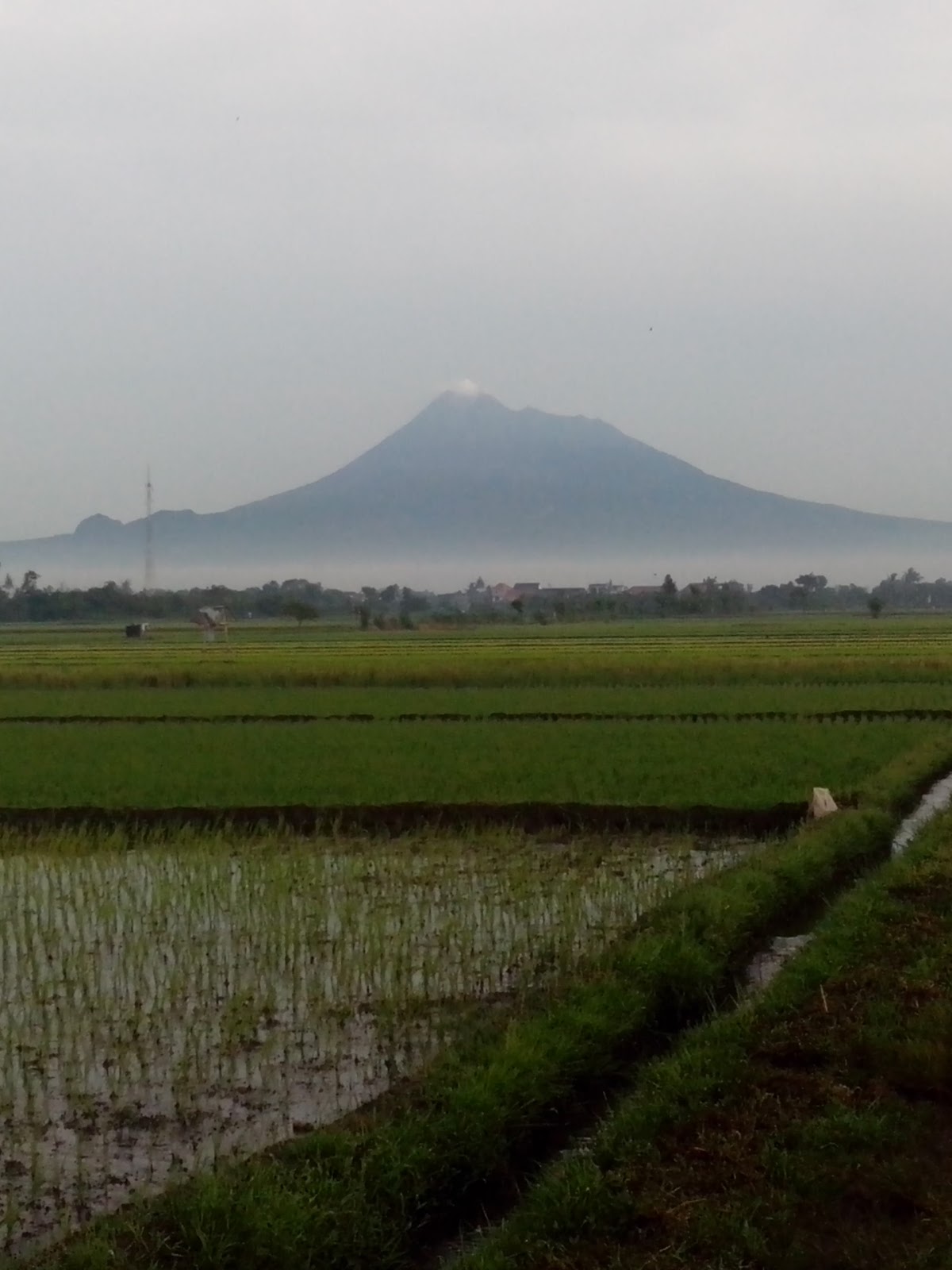 Puren Media Center Sabut Kelapa Menghemat Pupuk Penulis