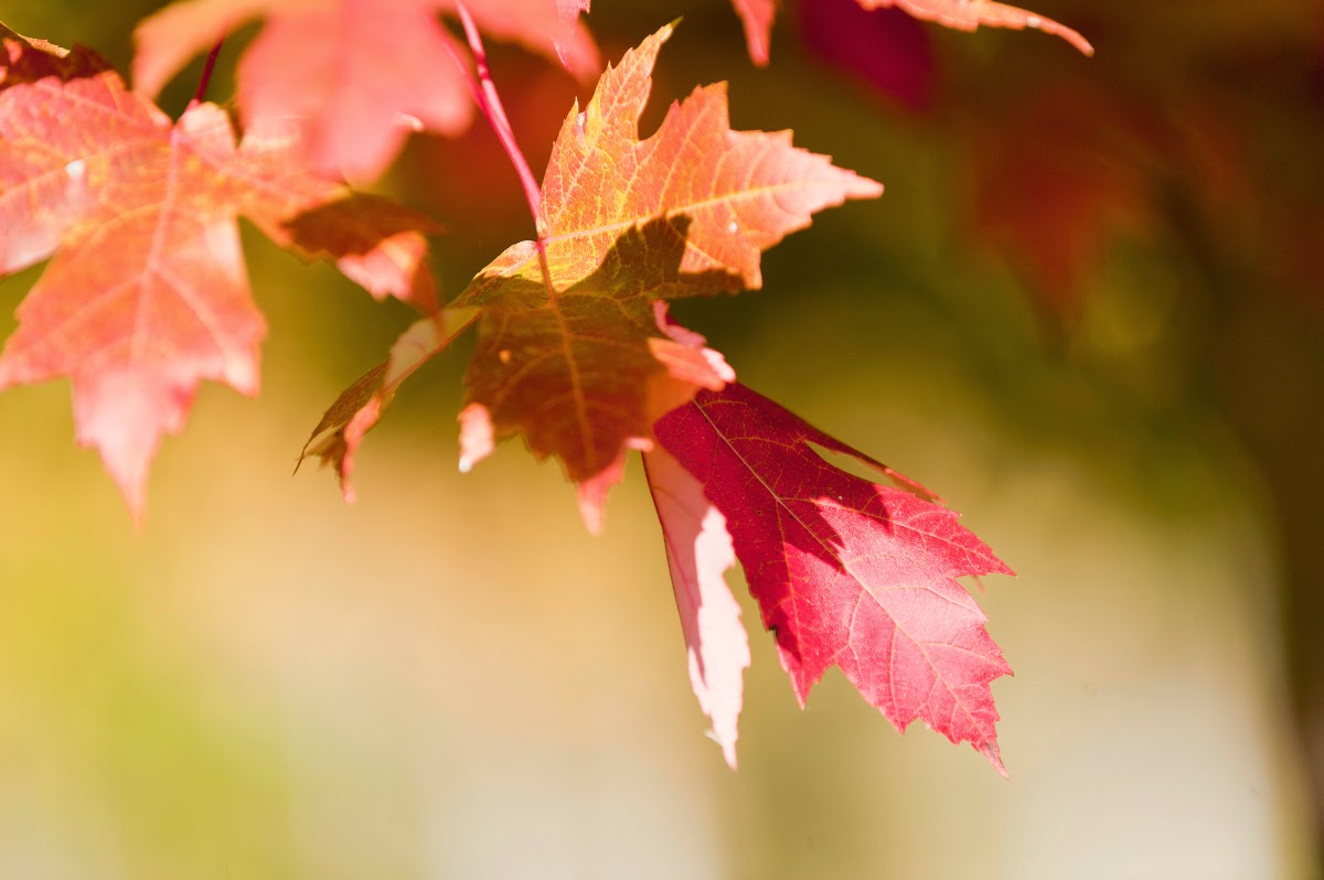 The Garden Plot: GMG's Friday Find: The Leaves They Are A Changin'