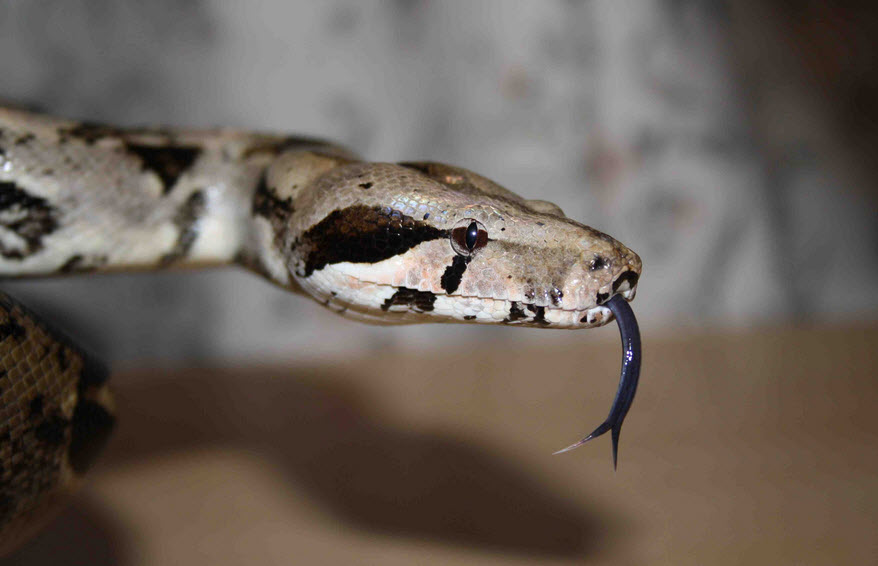 Boa | The Biggest Animals Kingdom