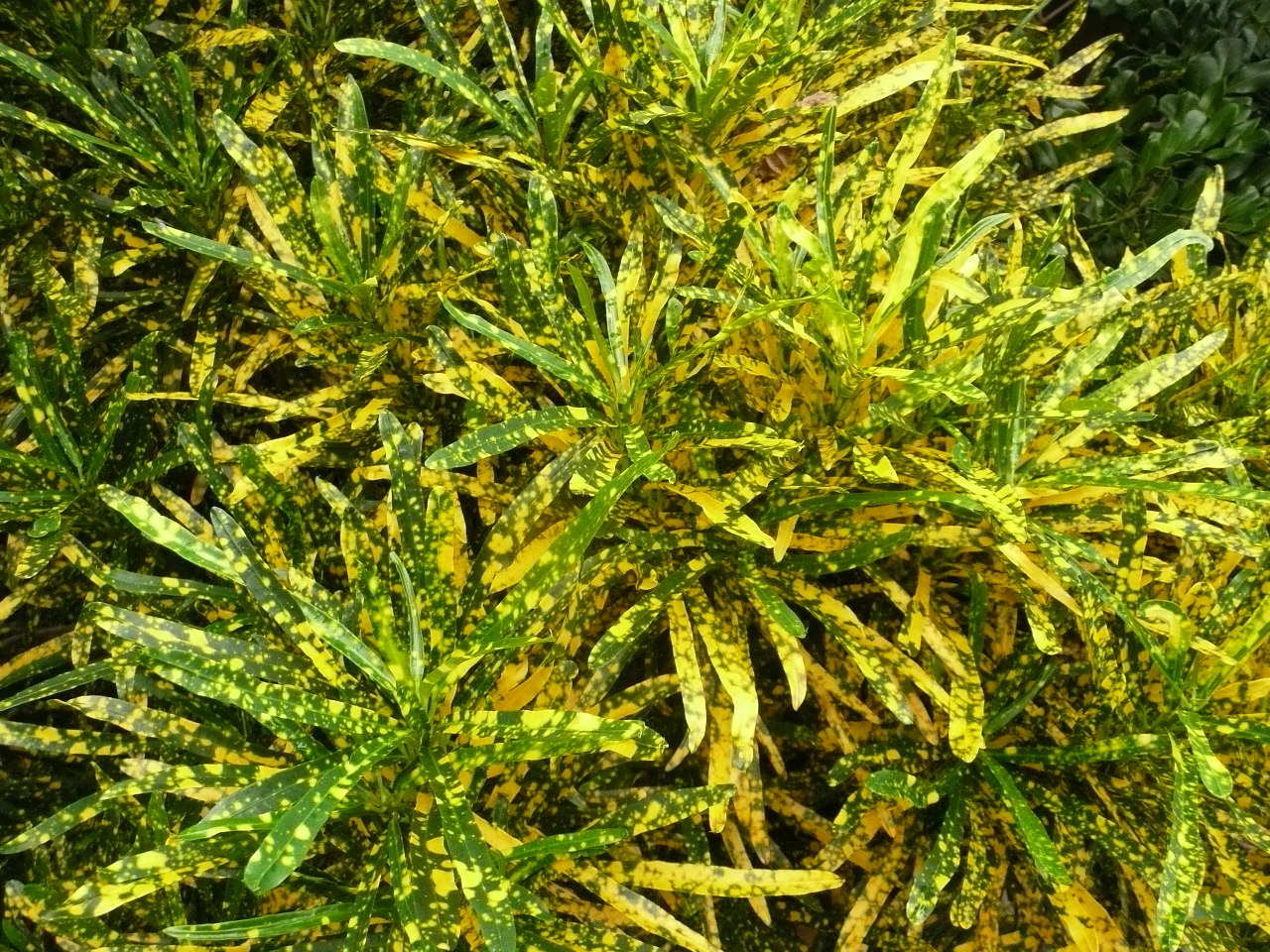 Croton dust gold plant plants leaves big codiaeum