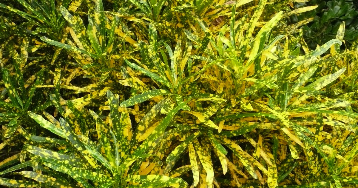 shiatoshi Croton Gold Dust Thin Leaves Description, Planting