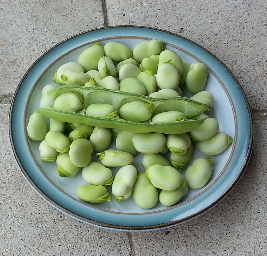 The Gardening Me: End of Season Review - Fava Beans