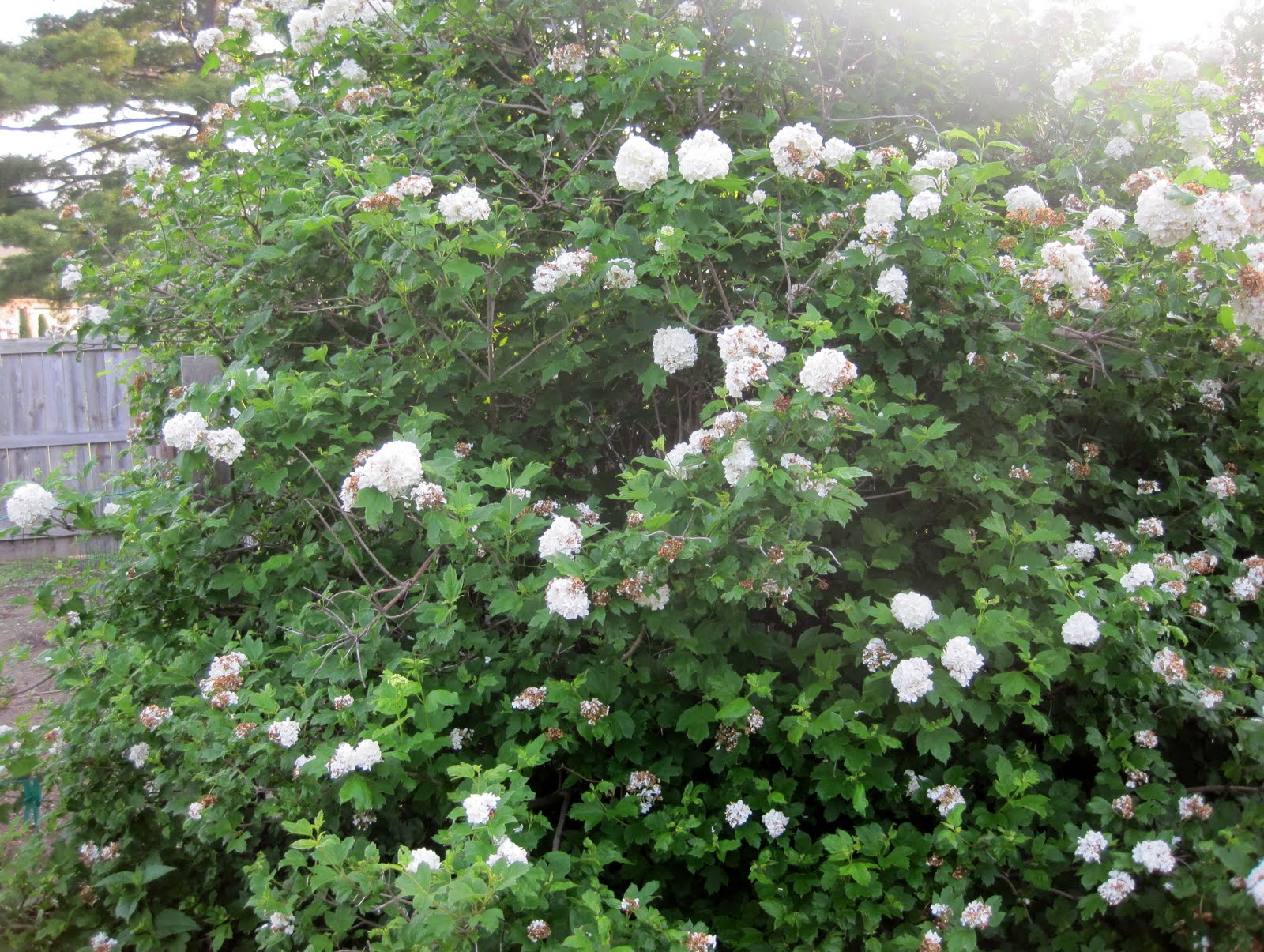 Mariette S Back To Basics March 2011