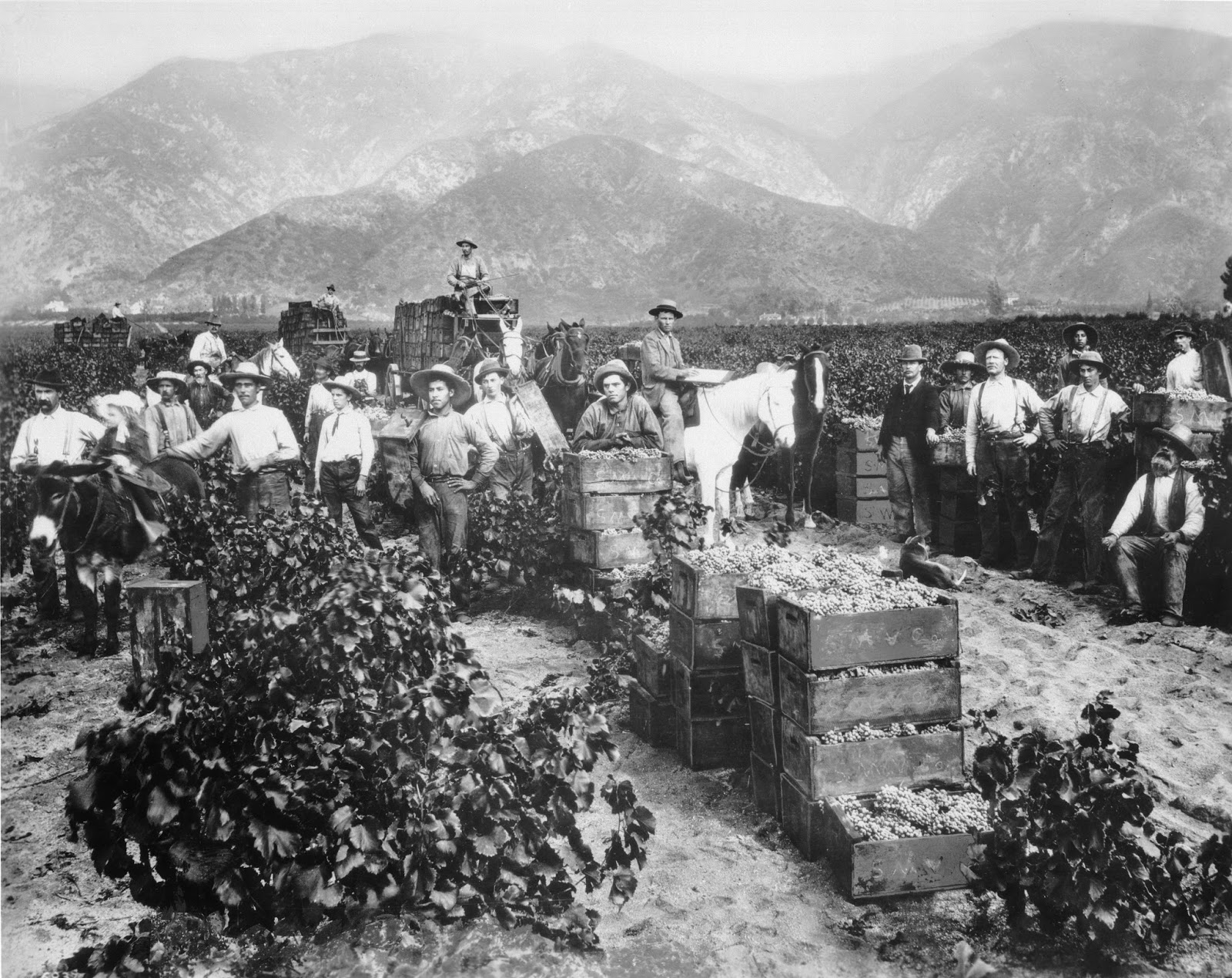 California Historical Society California Vintage Wine and Spirits in