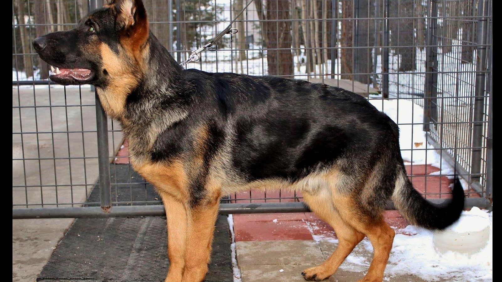 German Shepherd Blanket German Choices