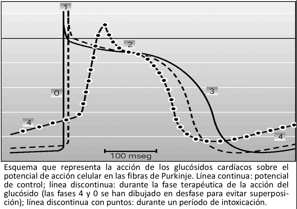 Potencial de acción cardíaco con digoxina Potencial de acción cardíaco con digoxina