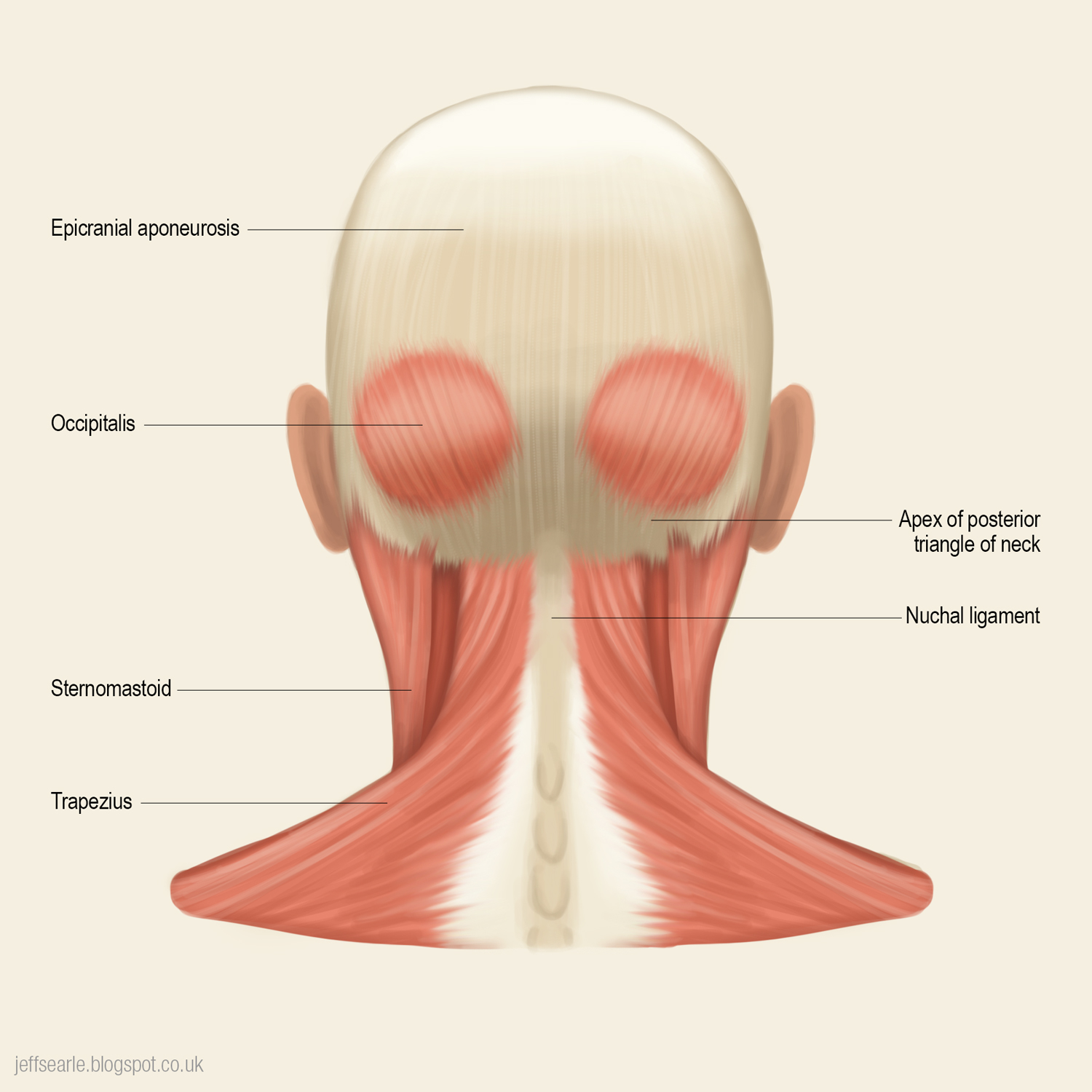 jeff-searle-muscles-of-the-head-and-neck