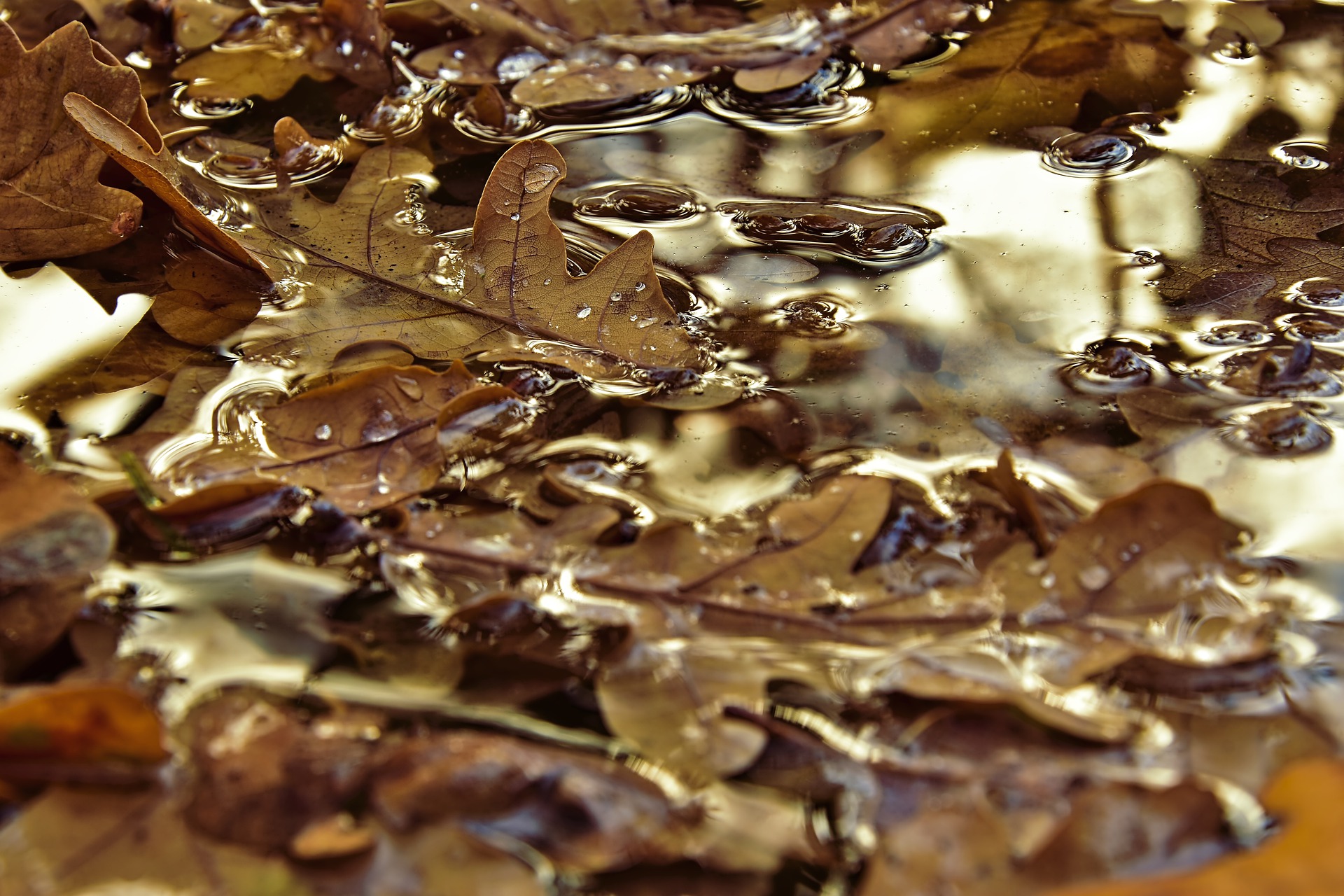 Pioggia D Autunno Di Ada Negri Poesia Per La Scuola Media