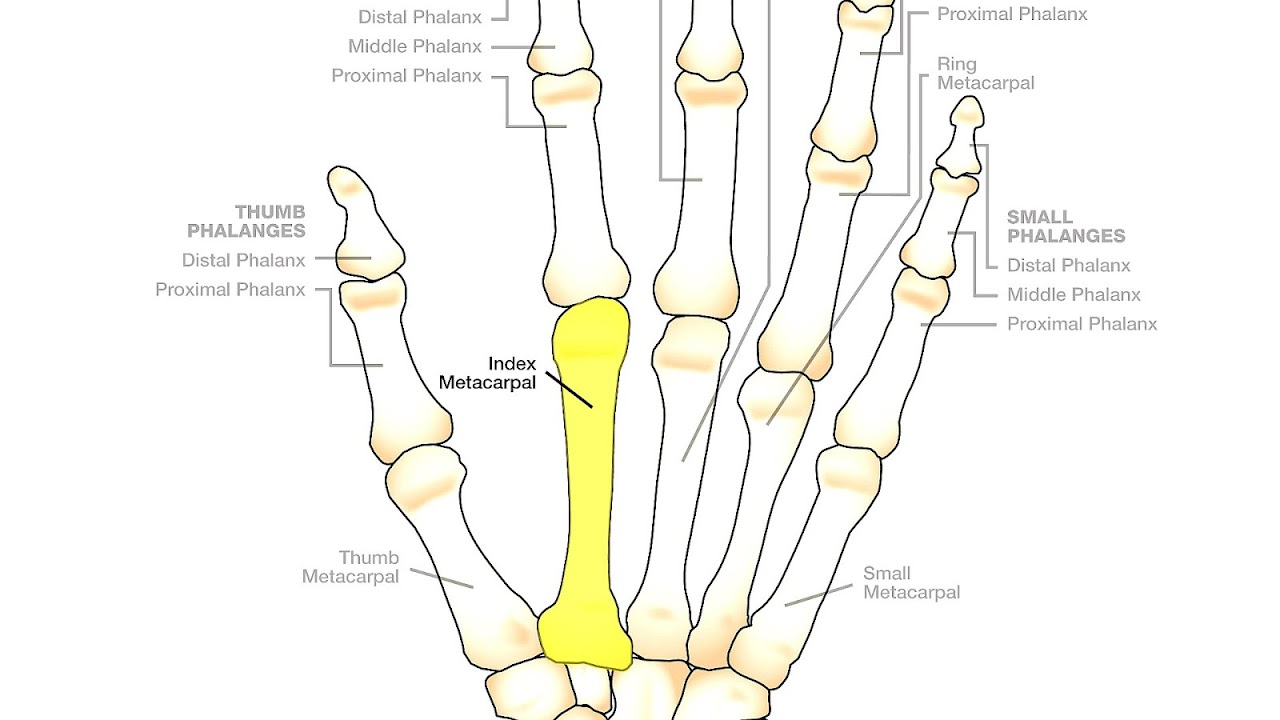 Hand Index Finger Bones Index Choices