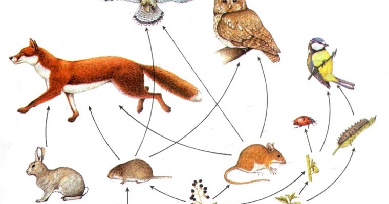 Пищевая цепь тайги 4 класс. Пищевая цепочка смешанных и широколиственных лесов. Цепь питания в тайге. Пищевая цепочка тайги 4 класс. Схема цепи питания в тайге.