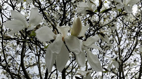 magnolia, magnolia tree