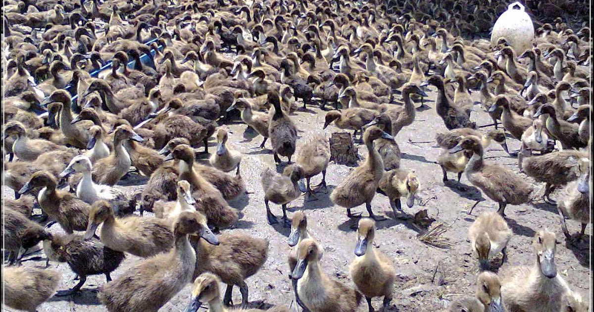 CV.SAHABAT TERNAK KEDIRI seputar harga bebek/itik siap CV.SAHABAT TERNAK KEDIRI seputar harga bebek/itik siap