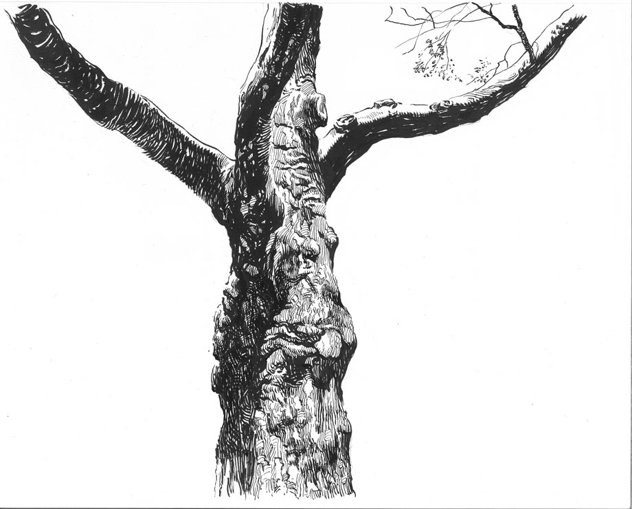 It's just a picture of Hilaire Tree Pen Drawing It is a photo of Hilaire Tree Pen Drawing