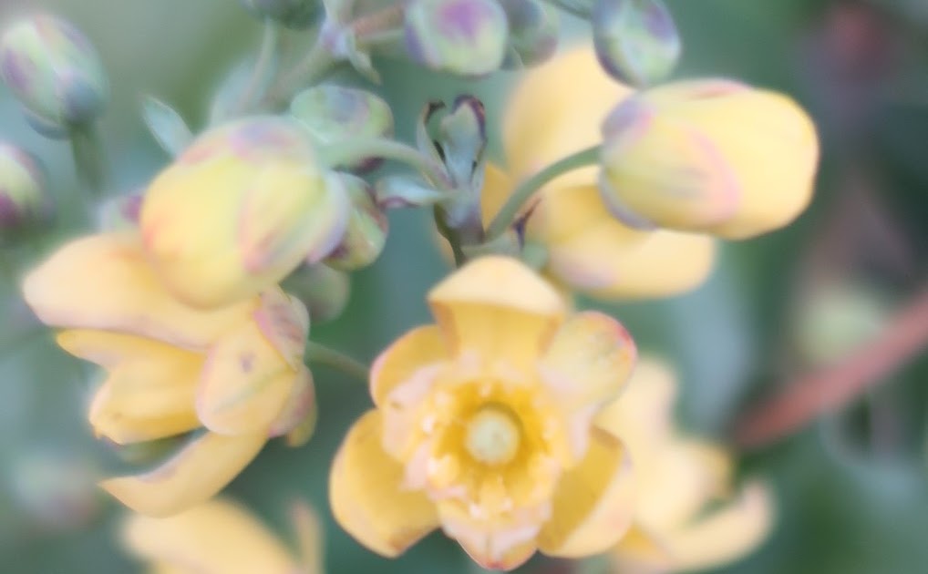 Plants and Flowers in Tokyo by Kei Narujima 東京の草花 なるじまけい Mahonia