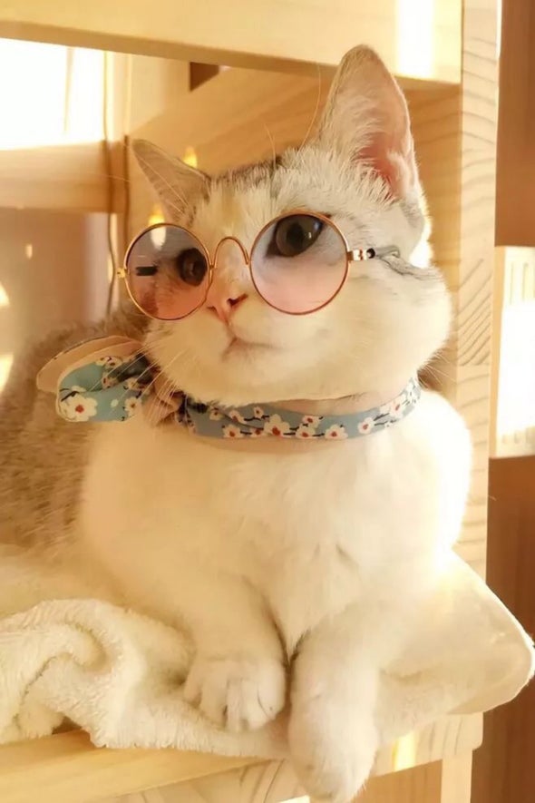 Hayko Sazanyan Onlin Dünya Kedi Günü