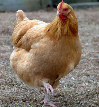 Chicken | Info and Photos 2012 | The Wildlife