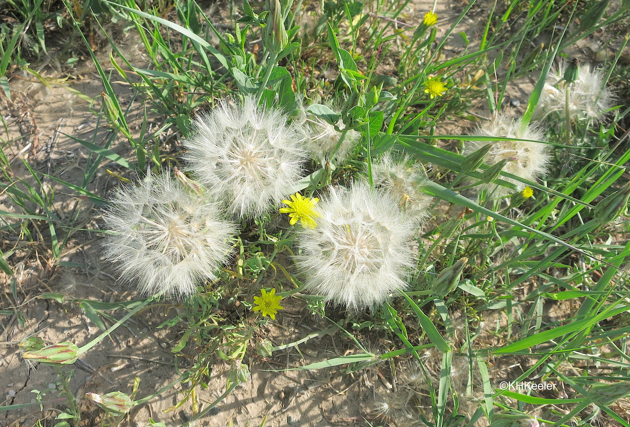 A Wandering Botanist: Plant Story–Cutleaf Vipergrass, Black Salsify