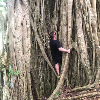 banyan tree, vacation, travel, explore, nature