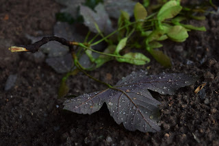 liść na ziemi z kropelkami deszczu