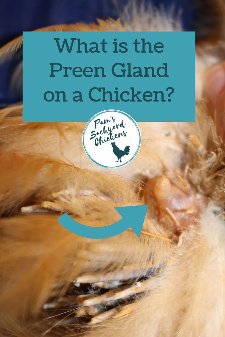 Pam's Backyard Chickens: What is the Preen Gland on a Chicken?