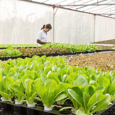 Benefits of Green Roofs
