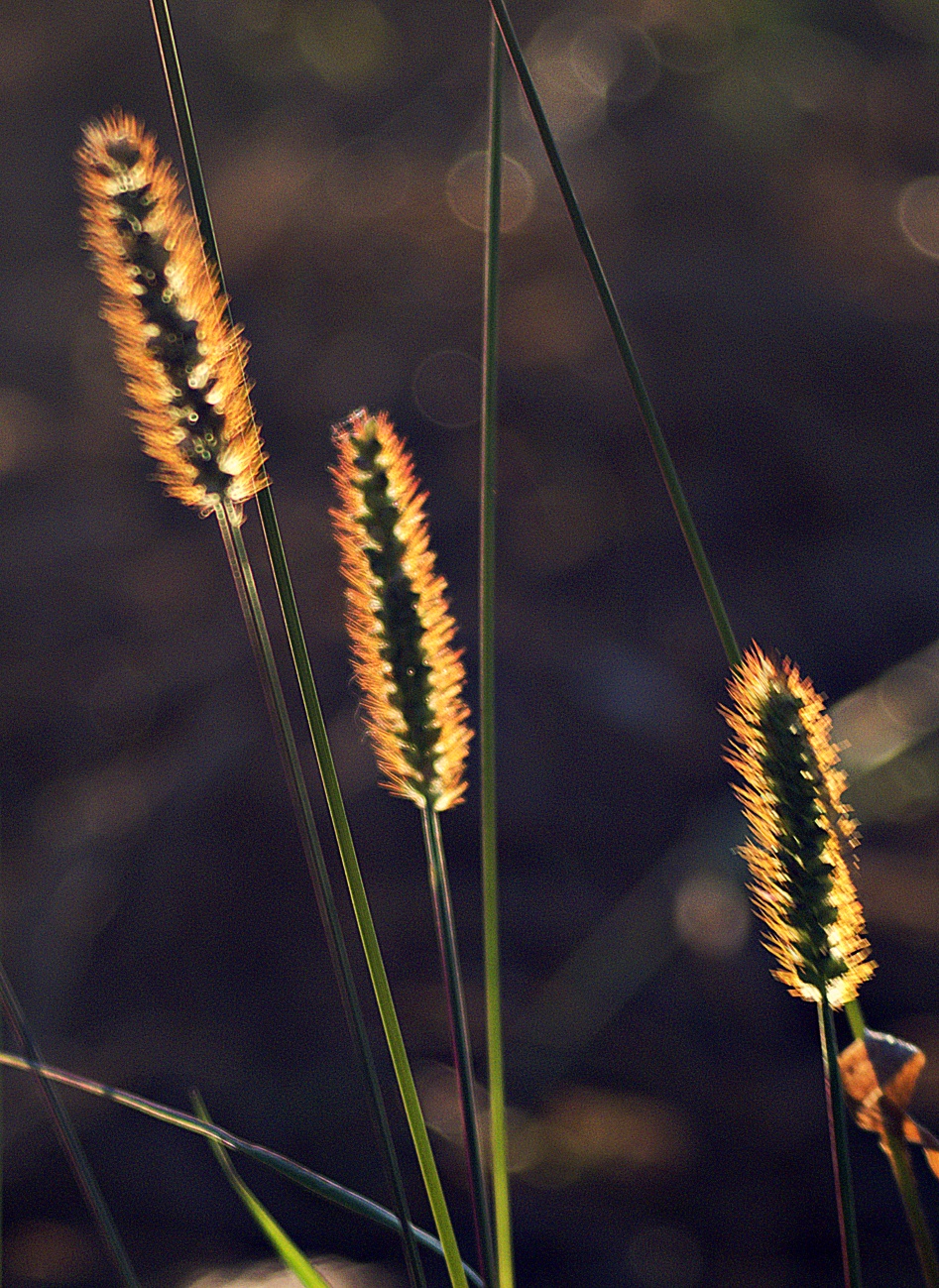 Grasblüte im Gegenlicht