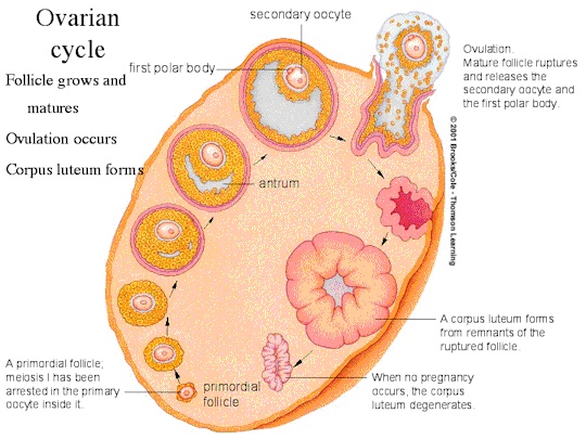 Medical and Health Science: Anatomy of female ovaries.