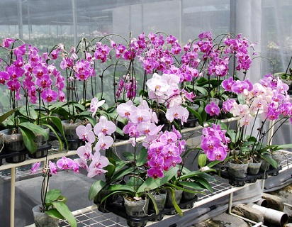 5 Jenis Tanaman Hias Bunga Dan Ciri Cirinya Yang Paling Populer Tanaman Hias