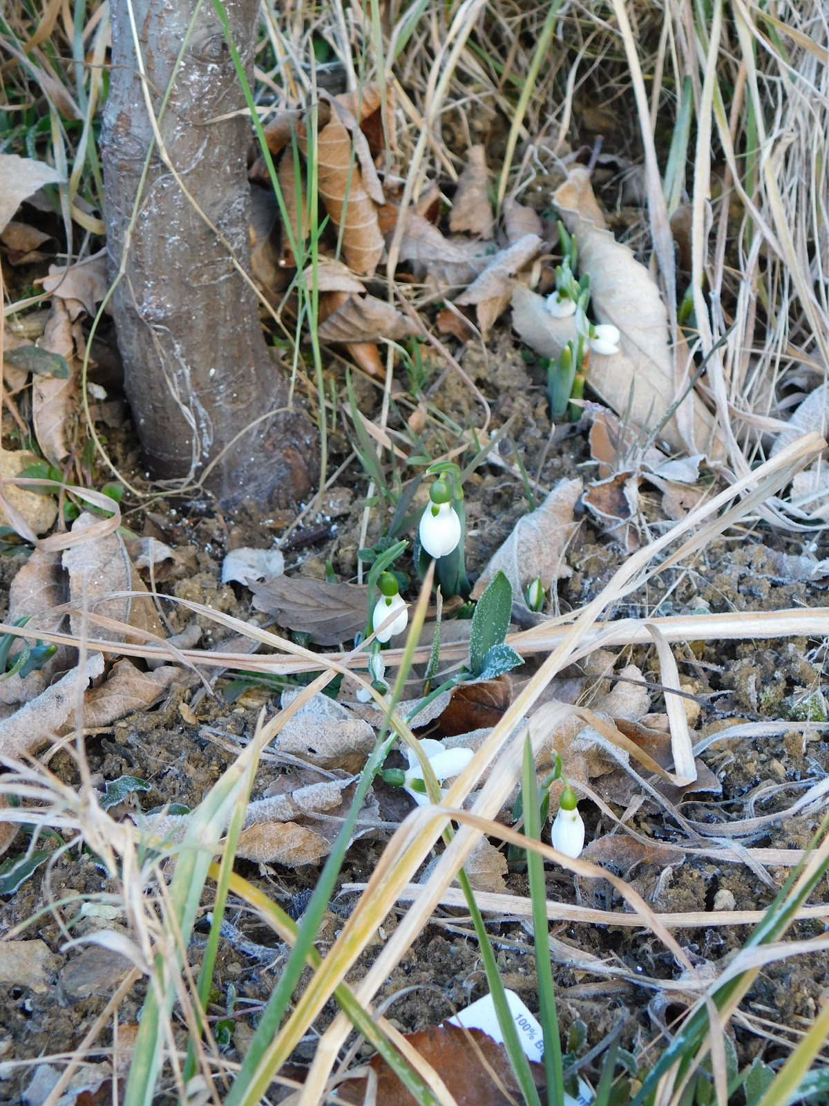 Der Garten im Januar&hellip;