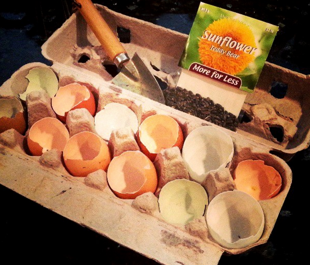 How to Plant Sunflower Seeds in Eggshell Cups Fresh Eggs Daily®