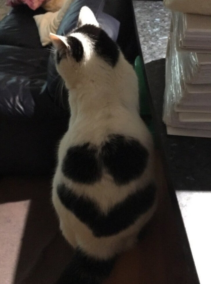 30 Adorable Pictures Of Cats Whose Fur Markings Make A Statement