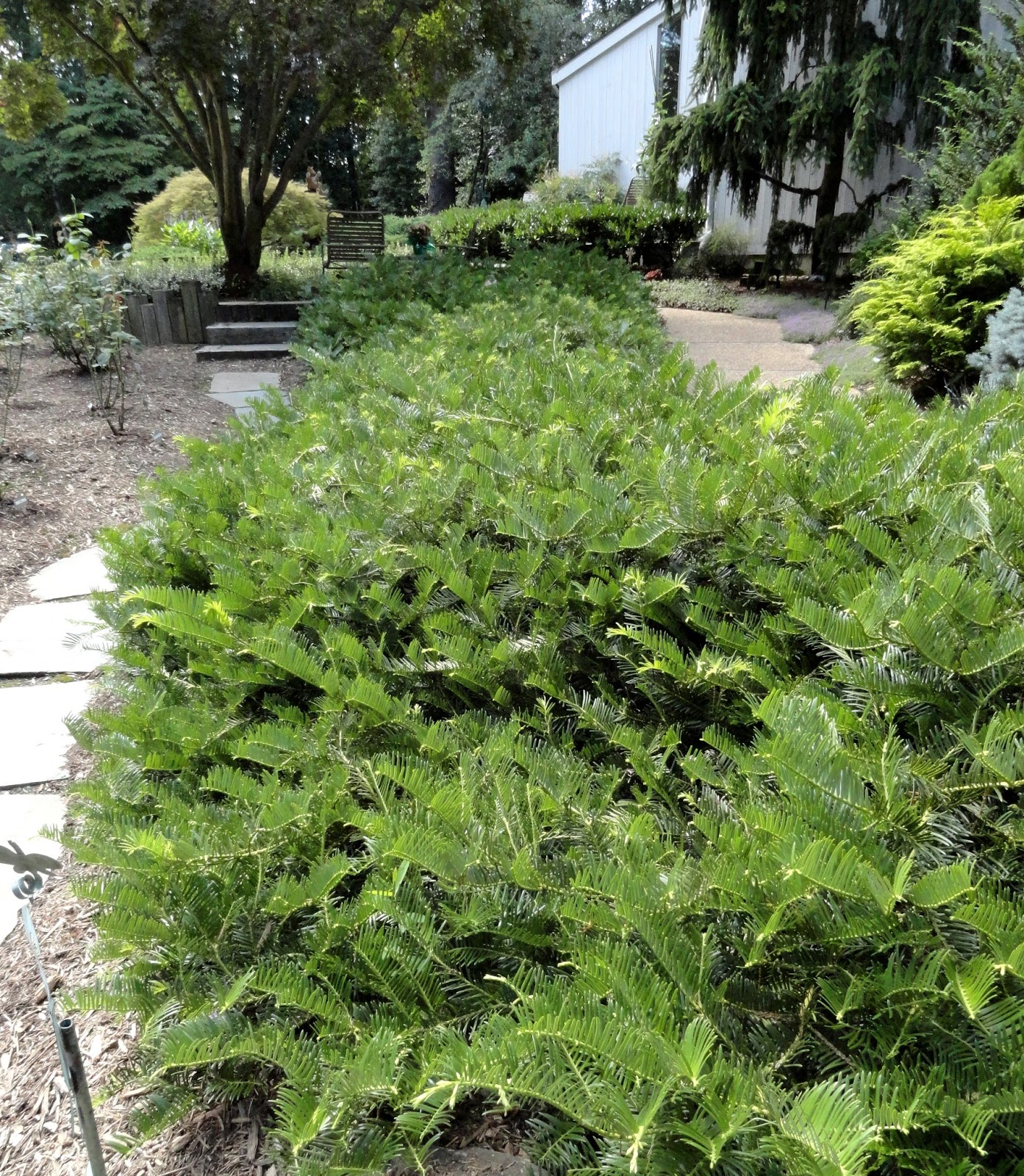 Plant Inventory At 20 Timothy Aesculus Parviflora Bottlebrush