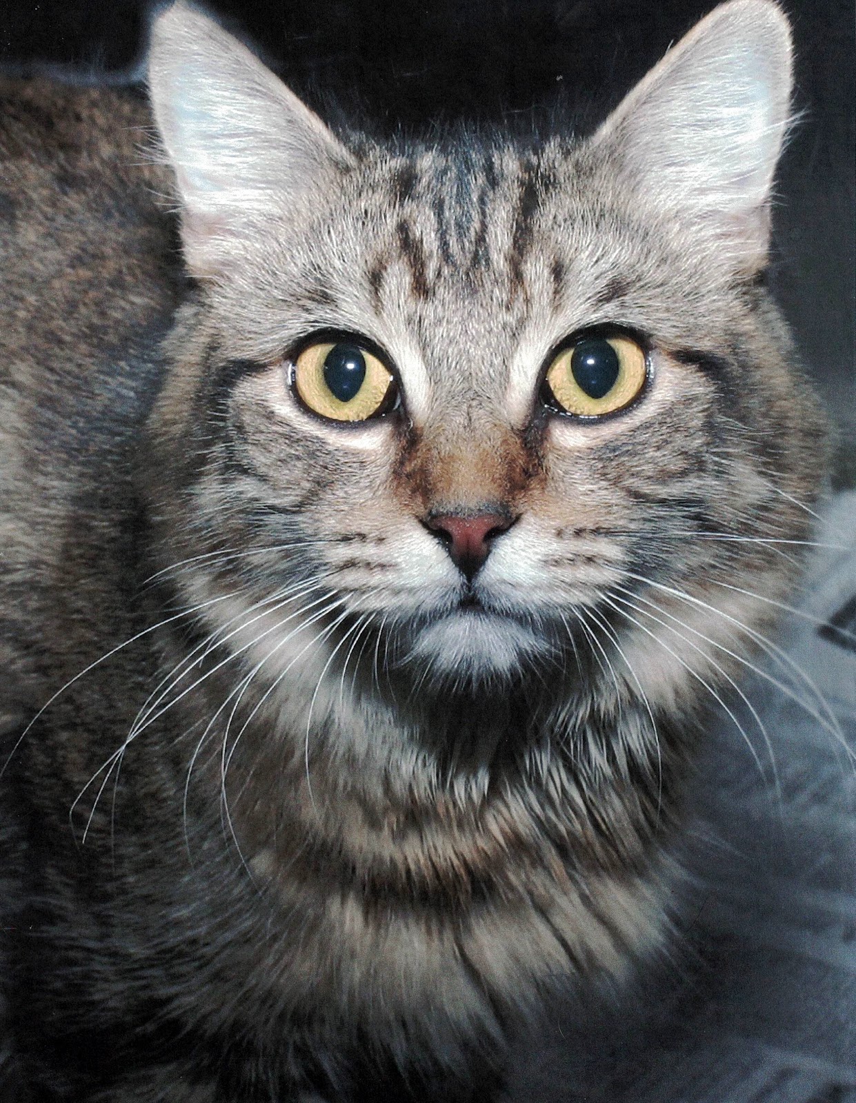 Pat s Cats Summer Cat Celebration June 2020 Pat s Cats Summer Cat Celebration June 2020