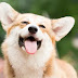 14 Reasons to Choose a Corgi