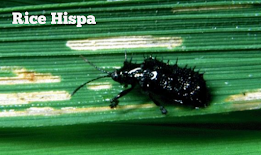 धान का हिस्पा कीट (Rice Hispa)