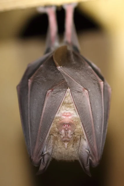 Devon Horseshoe Bat Project Webcam