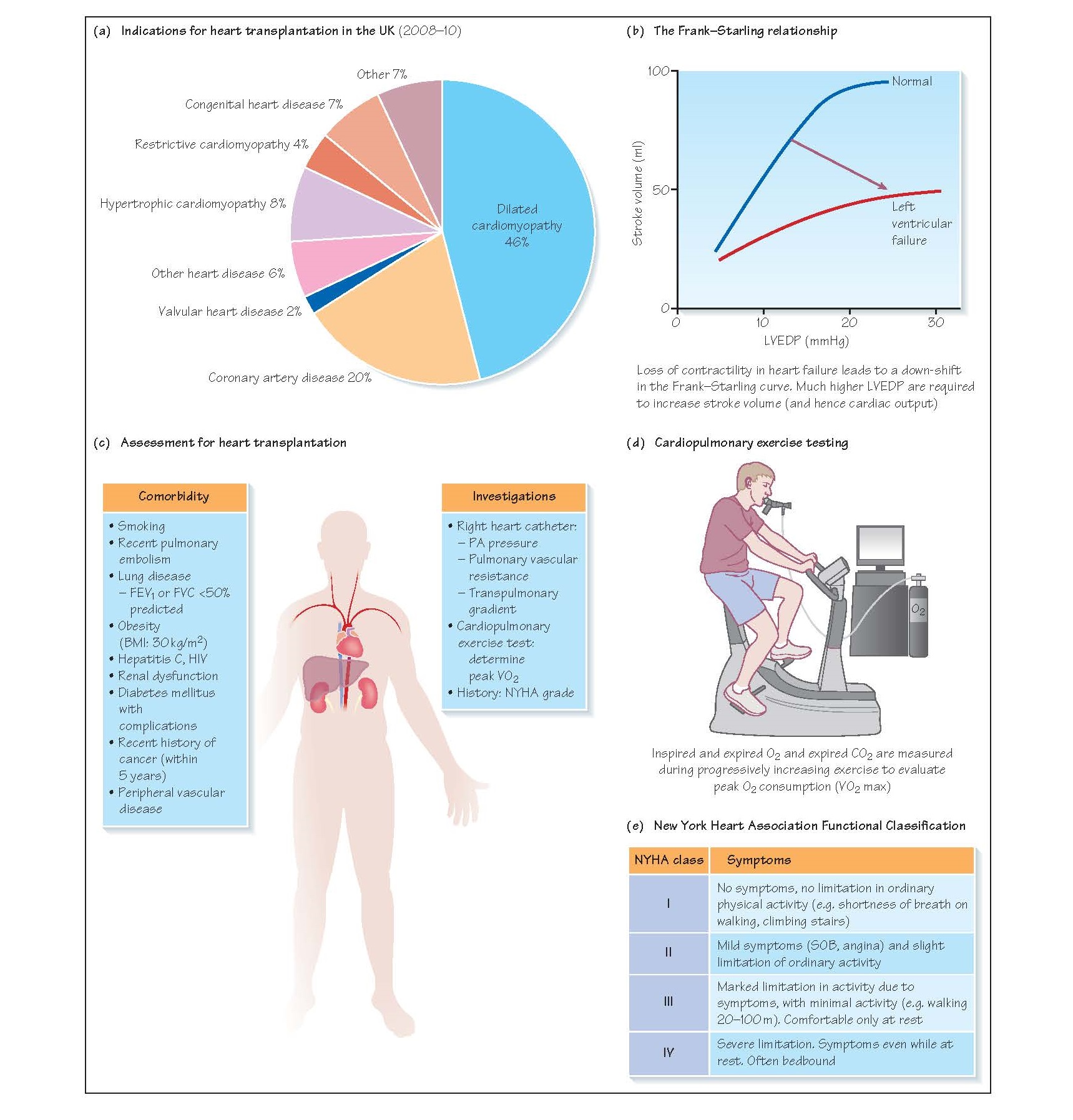 How to Successfully Transplant a California Fan Palm Tree | Mast How to Successfully Transplant a California Fan Palm Tree | Mast