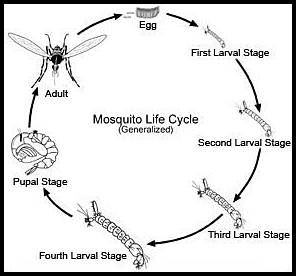 Belajar Lebih Dekat Metamorfosis  Nyamuk 
