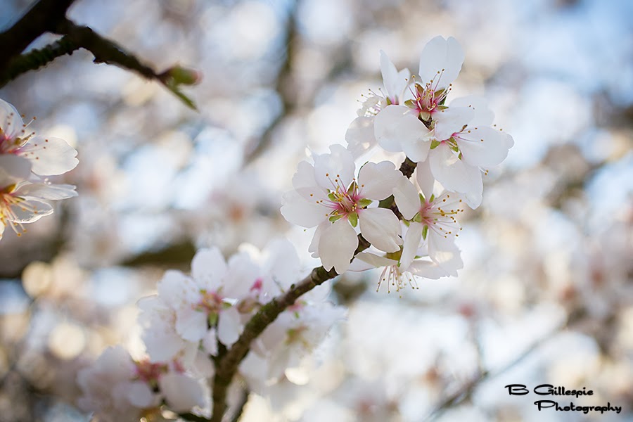 Through the Lens of My Camera: Almond Orchard