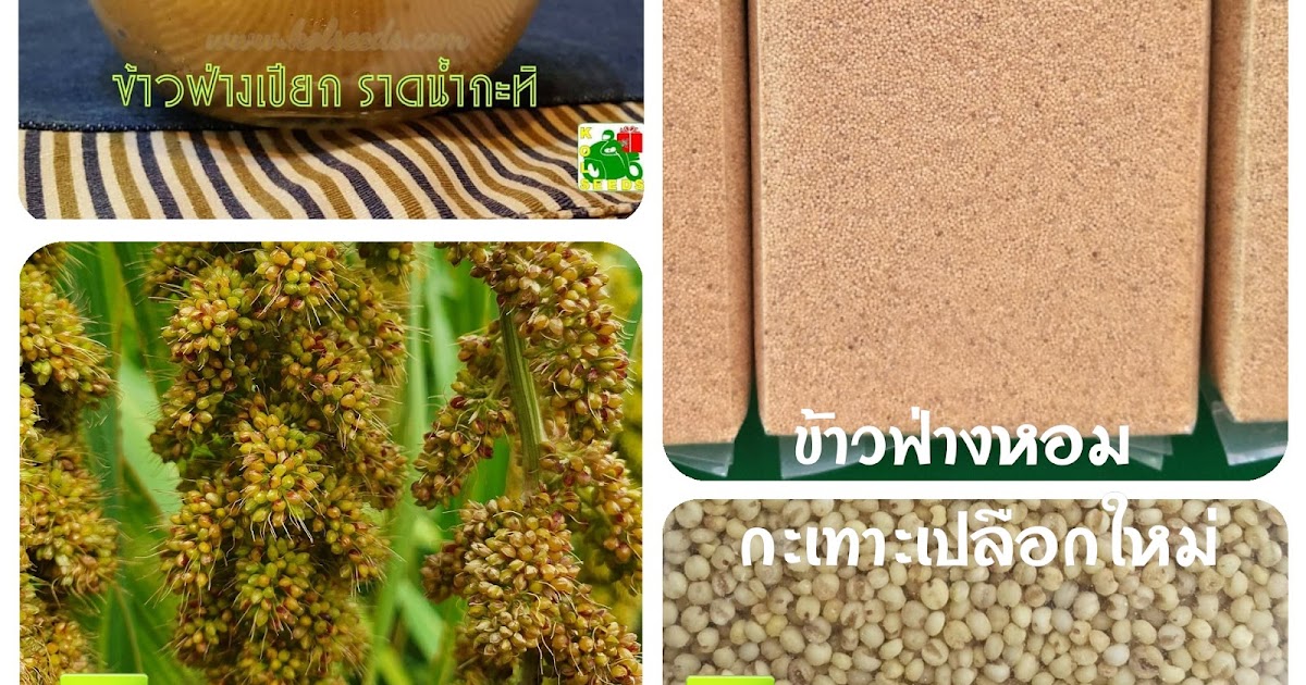 ☼แก้วเกษตร☼ จำหน่าย ข้าวฟ่างหางม้า สำหรับทำข้าวฟ่างเปียกน้ำกะทิ