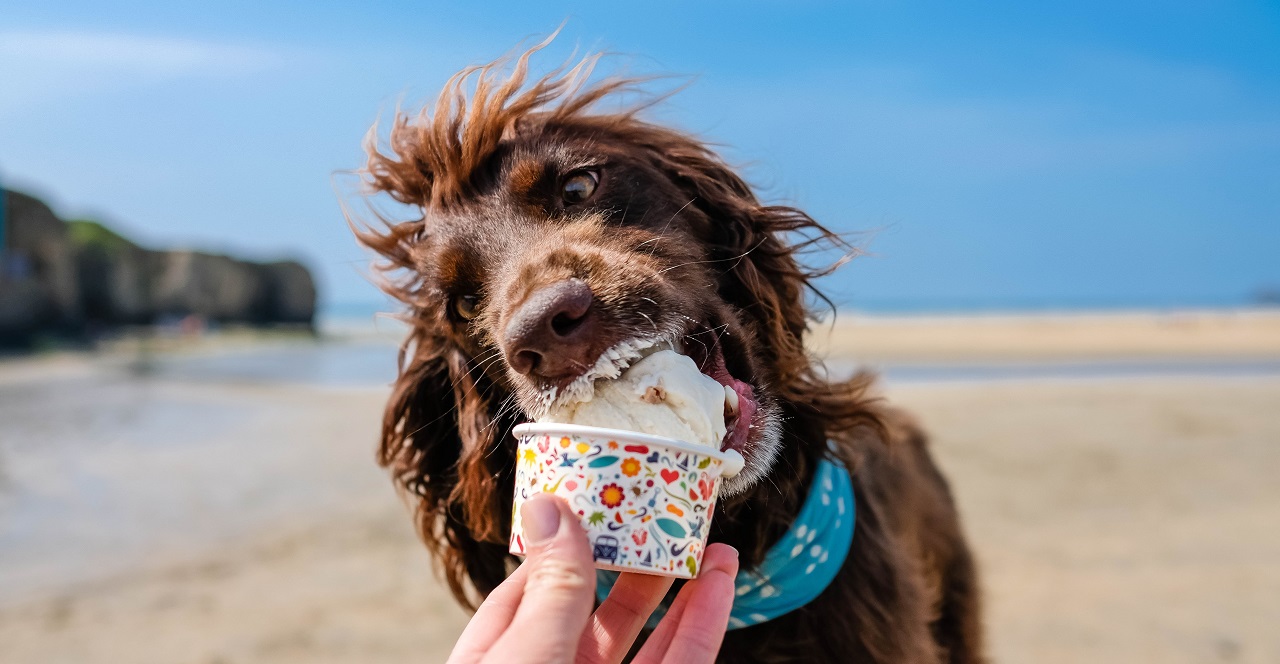 Things to do with your dog in July
