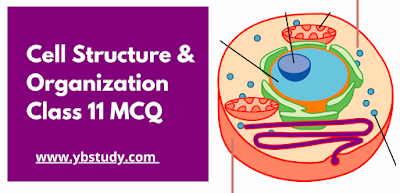 Cell Structure and Organization MCQ