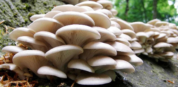 Mushroom मशरूम - 
